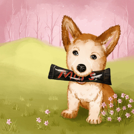 Корги с шоколадкой 