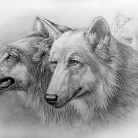 Волки