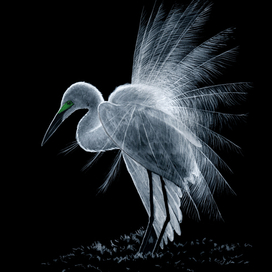 Белая цапля