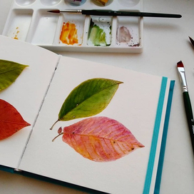 Листья Черемухи. Ботаническая иллюстрация