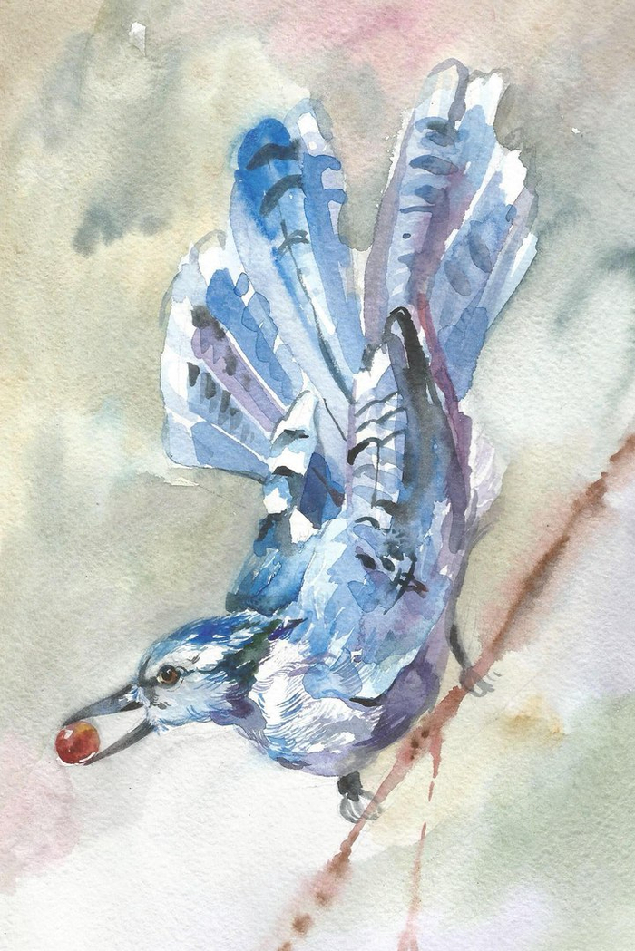 Голубая сойка