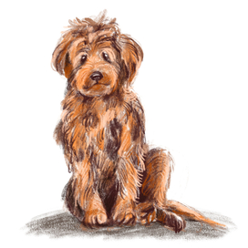 Волшебная собака