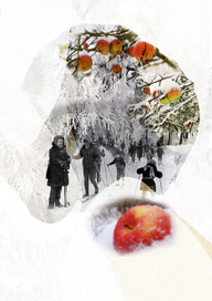 Зимові яблука