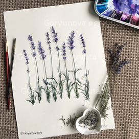 Крымская лаванда