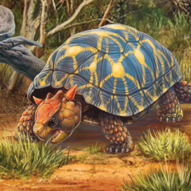 Большая черепаха