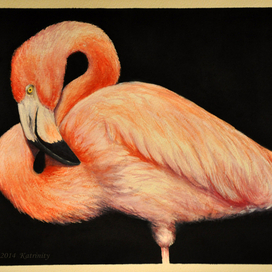 Фламинго