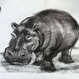 Бегемот обыкновенный.