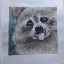 Енот или шпиц