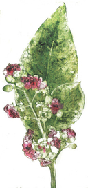 Специи | Гербарий для журнала «Вокруг Света»