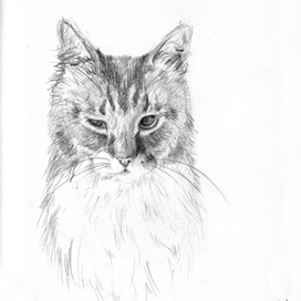 портрет любимого кота