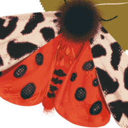 медведица-кайя