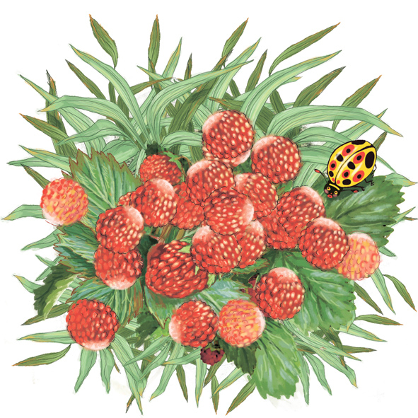 Земляника на траве.