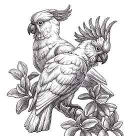 Белые какаду.