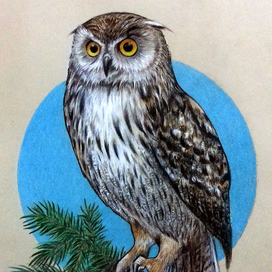 Owl