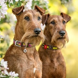  Все максимально ценное и необходимое для собак в фирме «WAUDOG»