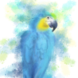Попугай 