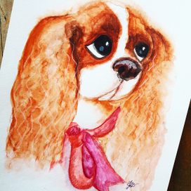 Cavalier King Charles Spaniel