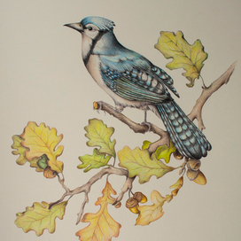 Голубая сойка