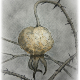 Прошлогодний шиповник