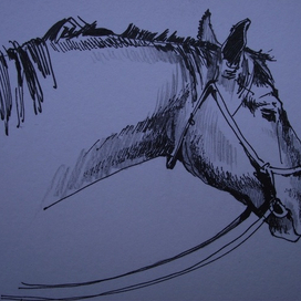 Набросок головы лошади