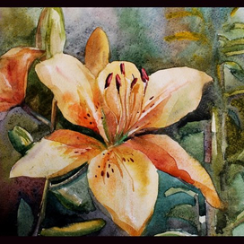 Лилии
