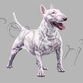 Бультерьер