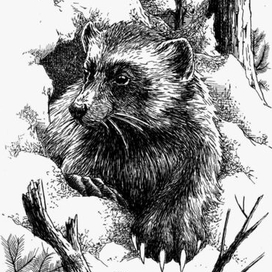 Возвращение росомахи. Илл.2