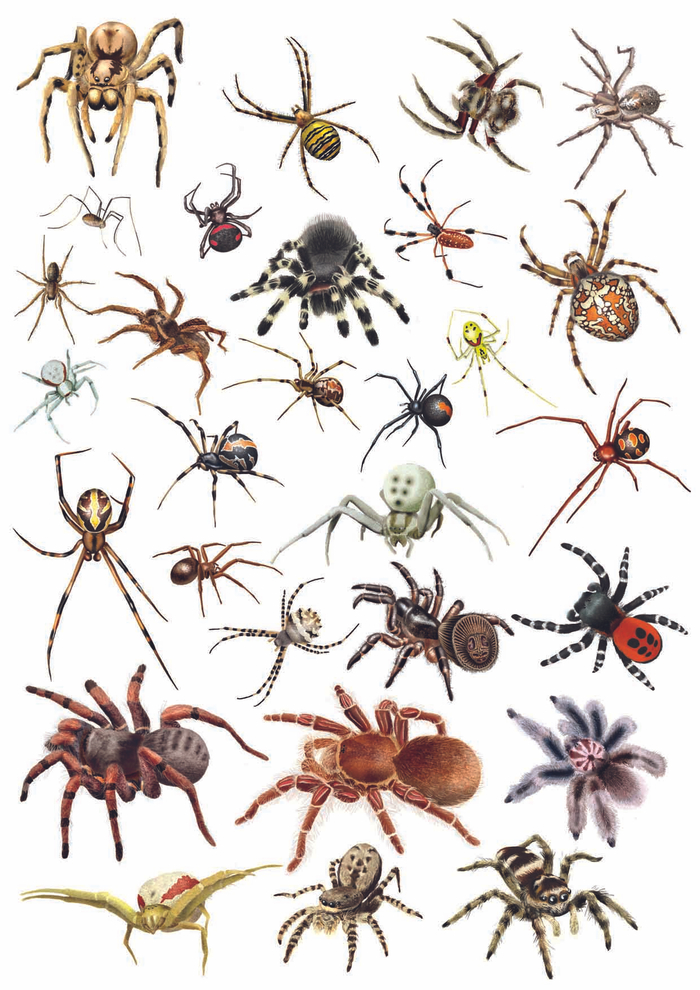 энциклопедия пауков