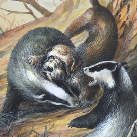 Денди-динмонт-терьер.