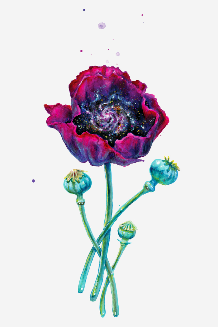 Opium Poppy