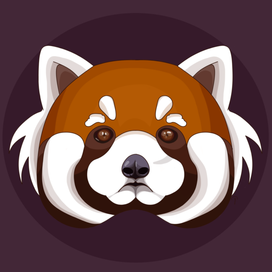 красная панда