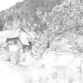 Грушевое дерево.  Бумага, карандаш.