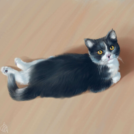 Портрет котейки