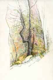 Лес у пещеры Красная