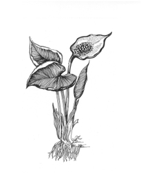 Иллюстрация к сборнику хокку - 1