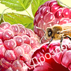 Вкусы сиропов