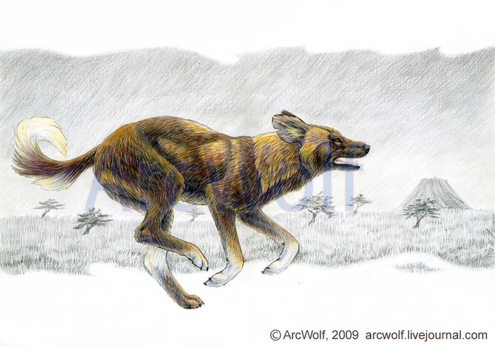 Гиеновидная собака