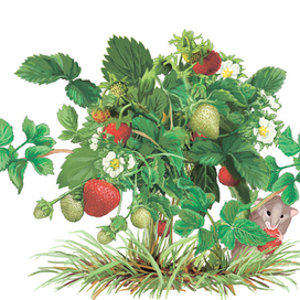 кустик клубники.