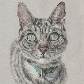 Портрет котика карандашами
