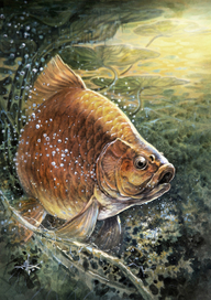 Крупняк...!!!