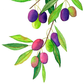 Акварельная иллюстрация Маслины 