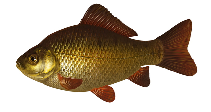 карась золотой