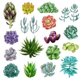 succulents