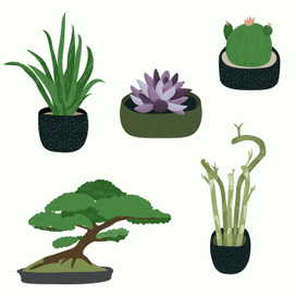 Растения в горшке (бамбук, бонсай, кактус, алоэ, суккулент)