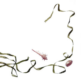 Дары моря. Графическая сага в девяти частях.