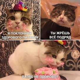 мемы с котиками 2