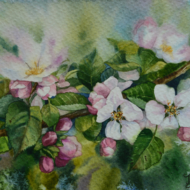 Ветка яблони 