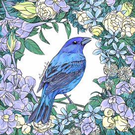 Индиговый овсянковый кардинал