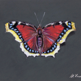 Бабочка траурница