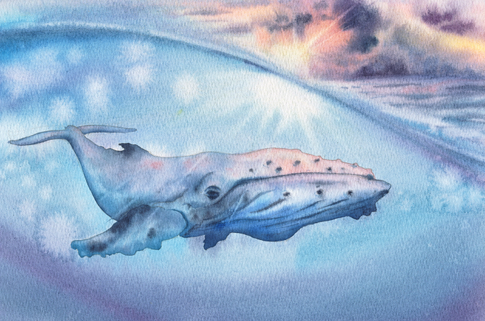 Горбатый кит.